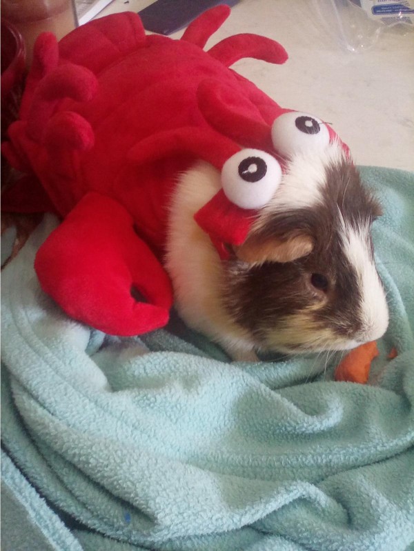 Guinea pig dressed up as a lobster. KidzSearch 2021 Funniest Pet Contest