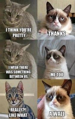 Grumpy cat meme. - KidzTalk
