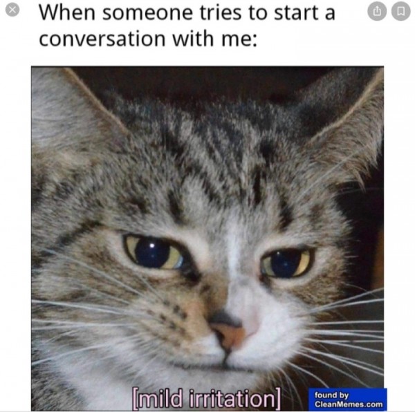 Random cat meme photo dump